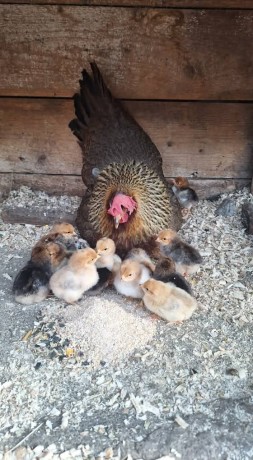 ff370a3d-e2c9-49cd-a1b4-df6fbc99d58f-1_all_25310