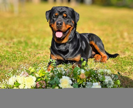 ff370a3d-e2c9-49cd-a1b4-df6fbc99d58f-1_all_33842