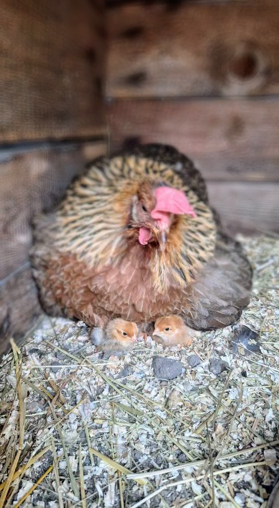 ff370a3d-e2c9-49cd-a1b4-df6fbc99d58f-1_all_25312