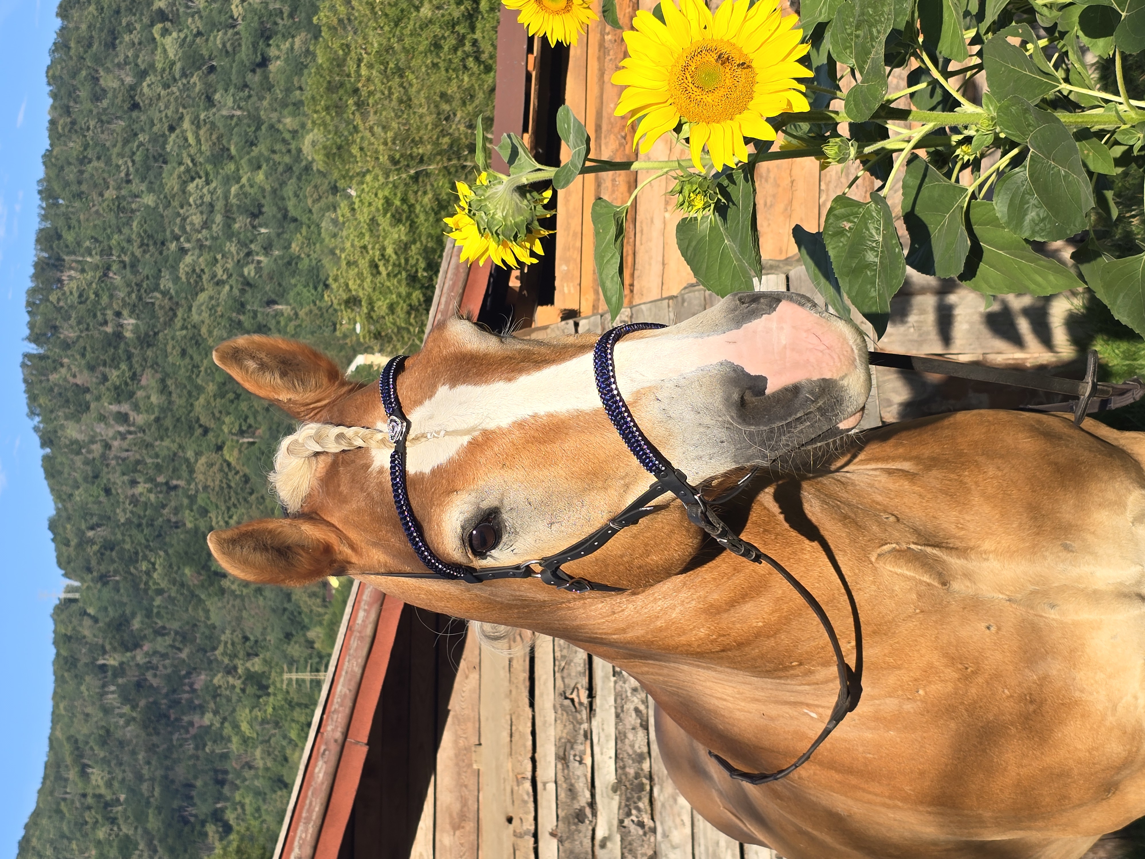 ff370a3d-e2c9-49cd-a1b4-df6fbc99d58f-1_all_32205